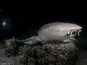 Amazing night dive with nurse sharks in the Maldives!  On... by Gemma Dry 